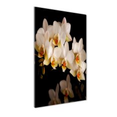 Wallmuralia.sk Vertikálny foto obraz akrylový na stenu Orchidea 50x100 cm 2 prívesky