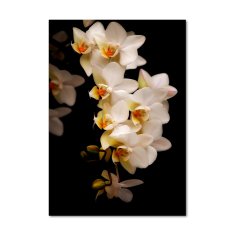 Wallmuralia.sk Vertikálny foto obraz akrylový na stenu Orchidea 50x100 cm 2 prívesky