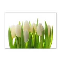 Wallmuralia.sk Foto obraz akryl do obývačky Tulipány 100x50 cm 2 prívesky