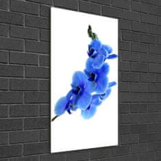 Wallmuralia.sk Vertikálny foto obraz akrylový Modrá orchidea 50x100 cm 2 prívesky