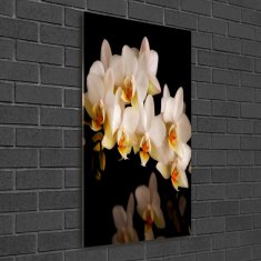 Wallmuralia.sk Vertikálny foto obraz akrylový na stenu Orchidea 50x100 cm 2 prívesky