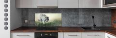 Wallmuralia.sk Dekoračný panel sklo Biely tiger 100x50 cm