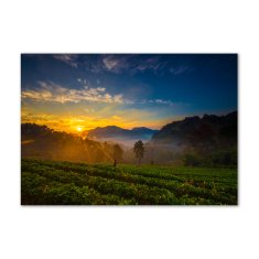 Wallmuralia.sk Foto obraz sklo tvrzené čajová plantáž 125x50 cm 2 prívesky