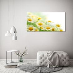Wallmuralia.sk Foto obraz akryl do obývačky Sedmokrásky 100x50 cm 2 prívesky