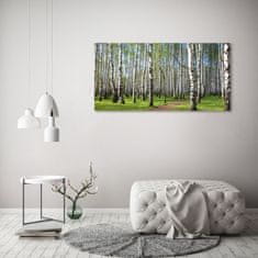 Wallmuralia.sk Foto obraz akryl do obývačky Brezový les 125x50 cm 2 prívesky