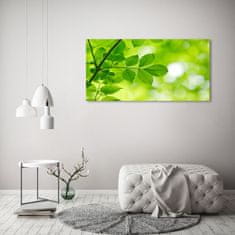 Wallmuralia.sk Foto obraz akryl do obývačky Zelené lístie 100x50 cm 2 prívesky