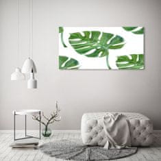 Wallmuralia.sk Foto obraz akryl do obývačky Monstera 125x50 cm 2 prívesky