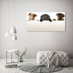 Wallmuralia.sk Foto obraz akryl do obývačky Tri šteniatka 100x50 cm 2 prívesky