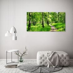 Wallmuralia.sk Foto obraz akryl do obývačky Brezový les 100x50 cm 2 prívesky