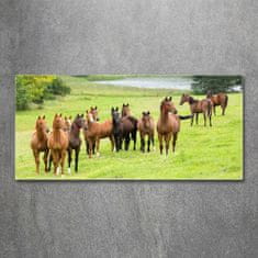 Wallmuralia.sk Foto obraz akryl do obývačky Stádo koní na lúke 125x50 cm 2 prívesky