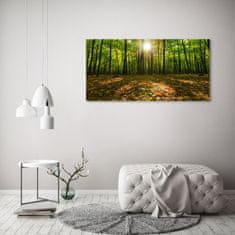 Wallmuralia.sk Foto obraz akryl do obývačky Les 100x50 cm 2 prívesky