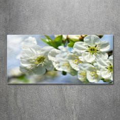 Wallmuralia.sk Foto obraz akryl do obývačky Kvet višne 100x50 cm 2 prívesky