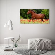 Wallmuralia.sk Foto obraz akryl do obývačky Kôň na poli makov 100x50 cm 2 prívesky