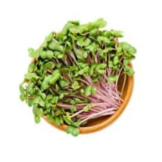 AUR Microgreens - kúzelná záhradka, mikro bylinky - 2x semienka červenej kapusty