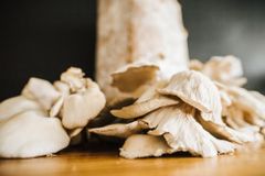 PLANTO Zmes na pestovanie Hliva ustricová 15kg (Pleurotus ostreatus)