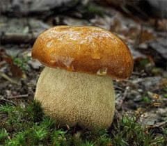 PLANTO Hríb dubový (Boletus reticulatus)- mykorhyzné mycélium