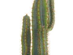 Beliani Umelá rastlina v kvetináči 78 cm CACTUS