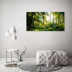 Wallmuralia.sk Foto obraz akryl do obývačky Ranné slnko les 100x50 cm 2 prívesky