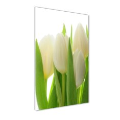 Wallmuralia.sk Vertikálny foto obraz akryl do obývačky Biele tulipány 50x100 cm 2 prívesky