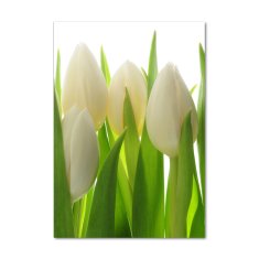 Wallmuralia.sk Vertikálny foto obraz akryl do obývačky Biele tulipány 50x100 cm 2 prívesky