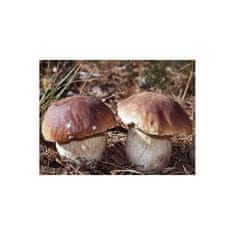 PLANTO Hríb smrekový ( Boletus edulis ) mykorhyzné mycélium