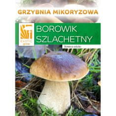 PLANTO Hríb smrekový ( Boletus edulis ) mykorhyzné mycélium