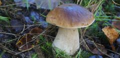 PLANTO Hríb smrekový ( Boletus edulis ) mykorhyzné mycélium