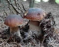 PLANTO Hríb smrekový ( Boletus edulis ) mykorhyzné mycélium