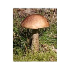 PLANTO Kozák brezový (Leccinum scabrum) mykorhyzný mycélium PO-SM-KB