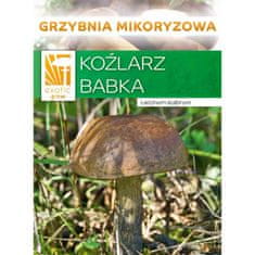 PLANTO Kozák brezový (Leccinum scabrum) mykorhyzný mycélium PO-SM-KB