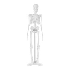 Anatomický model ľudskej kostry 47 cm