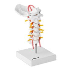 shumee Anatomický model krčnej chrbtice človeka v mierke 1:1