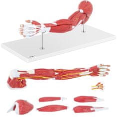 shumee 3D anatomický model ramena v mierke 1:1