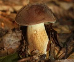 PLANTO Hríb hnedý ( Boletus badius ) mykorhyzné mycélium