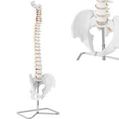 shumee Anatomický model ľudskej chrbtice s mužskou panvou 76 cm