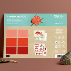 Plego Figúrka ryby ANTHIAS ANTHIAS - sada na tvorbu 