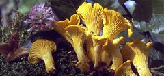 PLANTO Líška obyčajná ( Cantharellus cibarius ) mykorhyzné mycélium