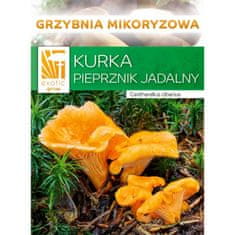 PLANTO Líška obyčajná ( Cantharellus cibarius ) mykorhyzné mycélium PO-SM-LO