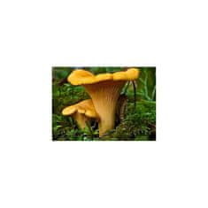 PLANTO Líška obyčajná ( Cantharellus cibarius ) mykorhyzné mycélium PO-SM-LO