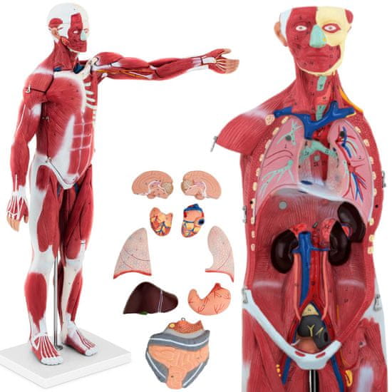 shumee 3D anatomický model ľudského tela 27 prvkov 76 cm