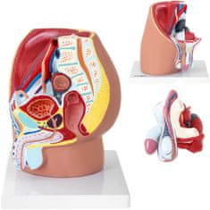 shumee 3D anatomický model mužskej panvy v mierke 1:1