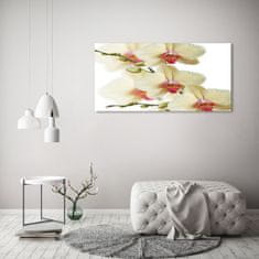 Wallmuralia.sk Foto obraz akryl do obývačky Orchidea 100x50 cm 2 prívesky