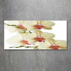 Wallmuralia.sk Foto obraz akryl do obývačky Orchidea 100x50 cm 2 prívesky