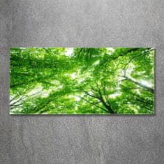 Wallmuralia.sk Foto obraz akrylové sklo Zelený les 100x50 cm 2 prívesky