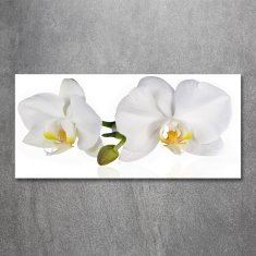 Wallmuralia.sk Foto obraz akrylové sklo Orchidea 100x50 cm 2 prívesky