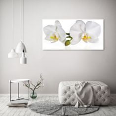 Wallmuralia.sk Foto obraz akrylové sklo Orchidea 100x50 cm 2 prívesky