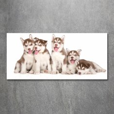 Wallmuralia.sk Foto obraz akrylový do obývačky Šteňatá husky 100x50 cm 2 prívesky