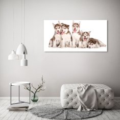 Wallmuralia.sk Foto obraz akrylový do obývačky Šteňatá husky 100x50 cm 2 prívesky