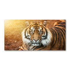 Wallmuralia.sk Foto obraz akrylové sklo Bengálský tiger 100x50 cm 2 prívesky