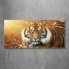 Wallmuralia.sk Foto obraz akrylové sklo Bengálský tiger 100x50 cm 2 prívesky